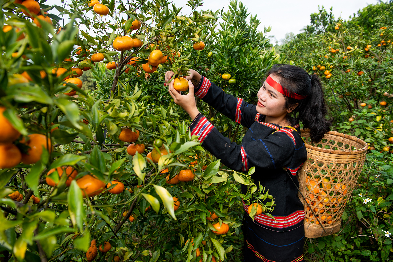 Chùm ảnh: Vườn cam ở Măng Đen hút khách mùa thu hoạch