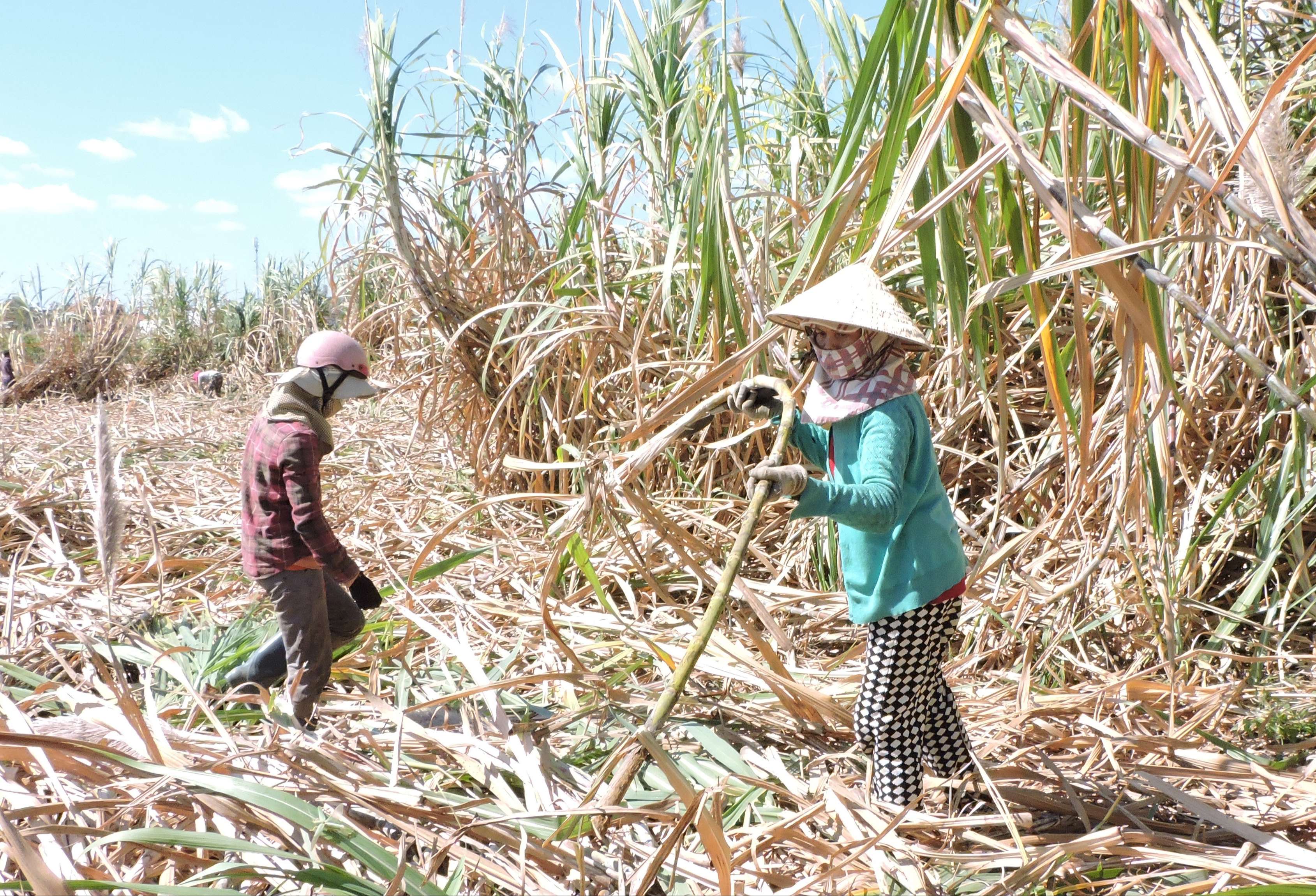 Развитие районов выращивания сахарного тростника - Vietnam.vn