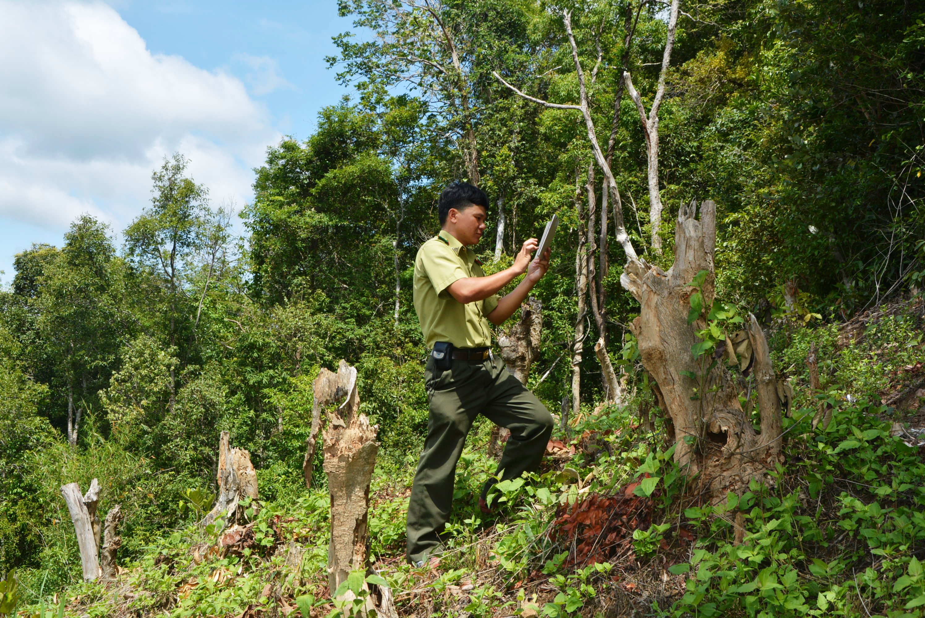 Phát triển rừng bền vững