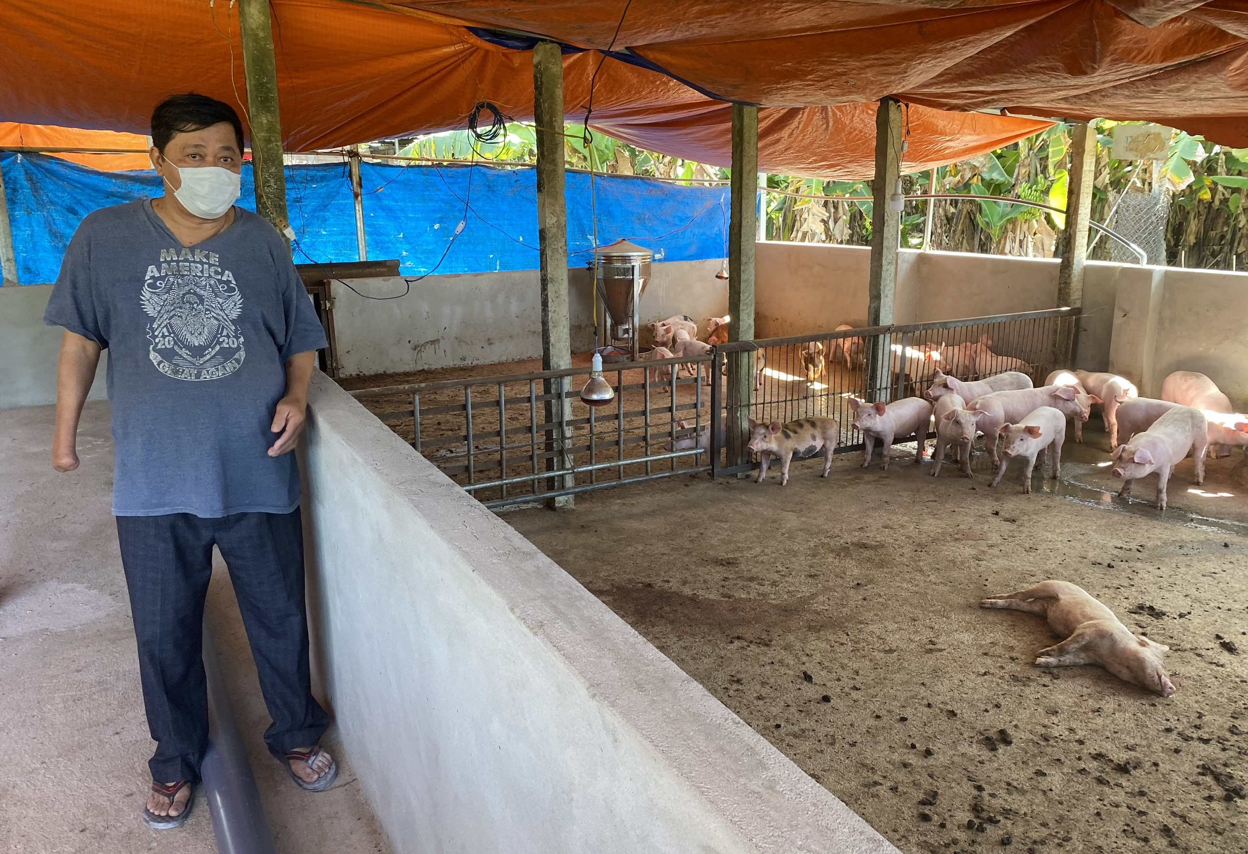 Thành phố Kon Tum phát hiện ổ dịch tả lợn Châu Phi