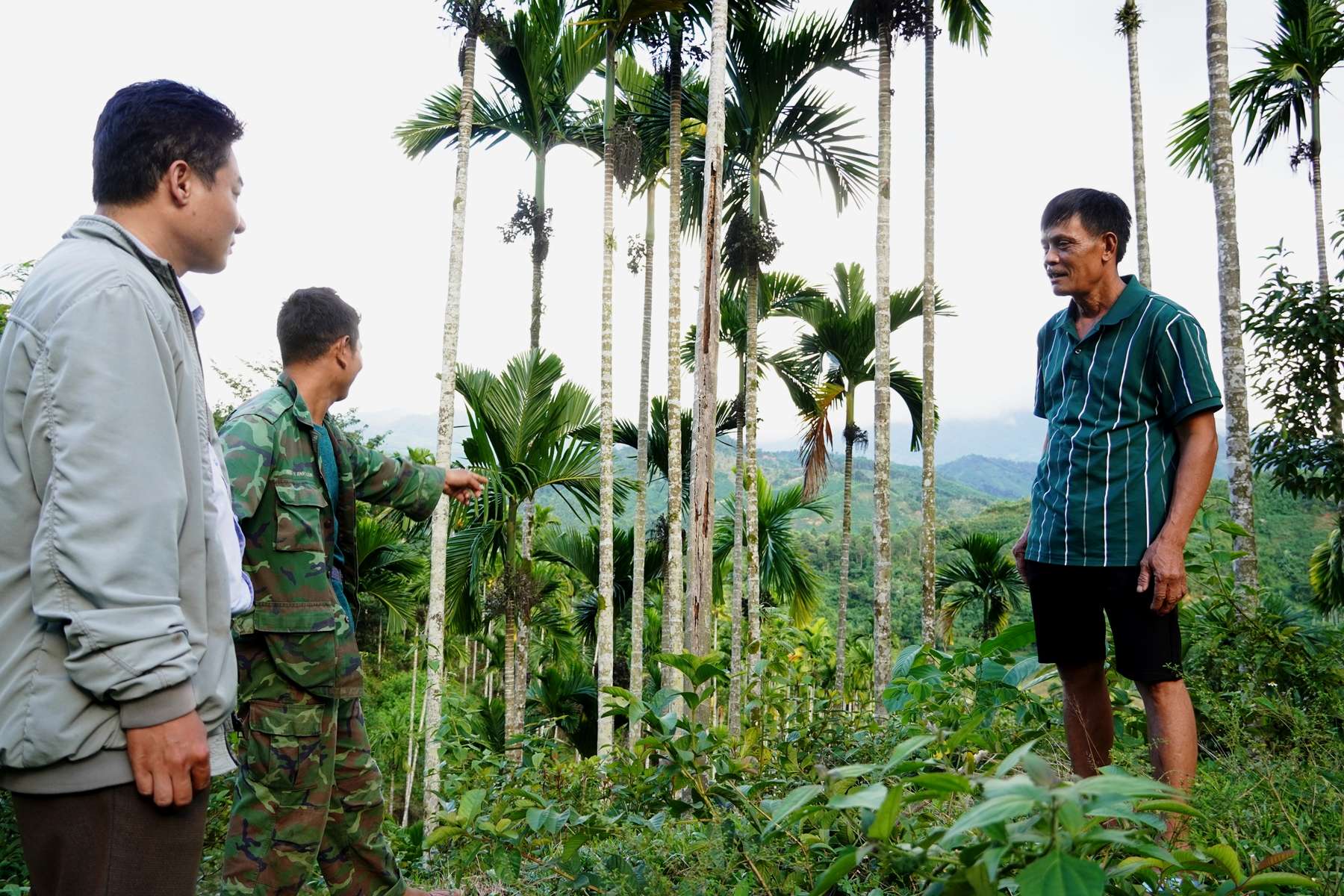 Giá cau tăng cao, người dân xã Đăk Nên phấn khởi