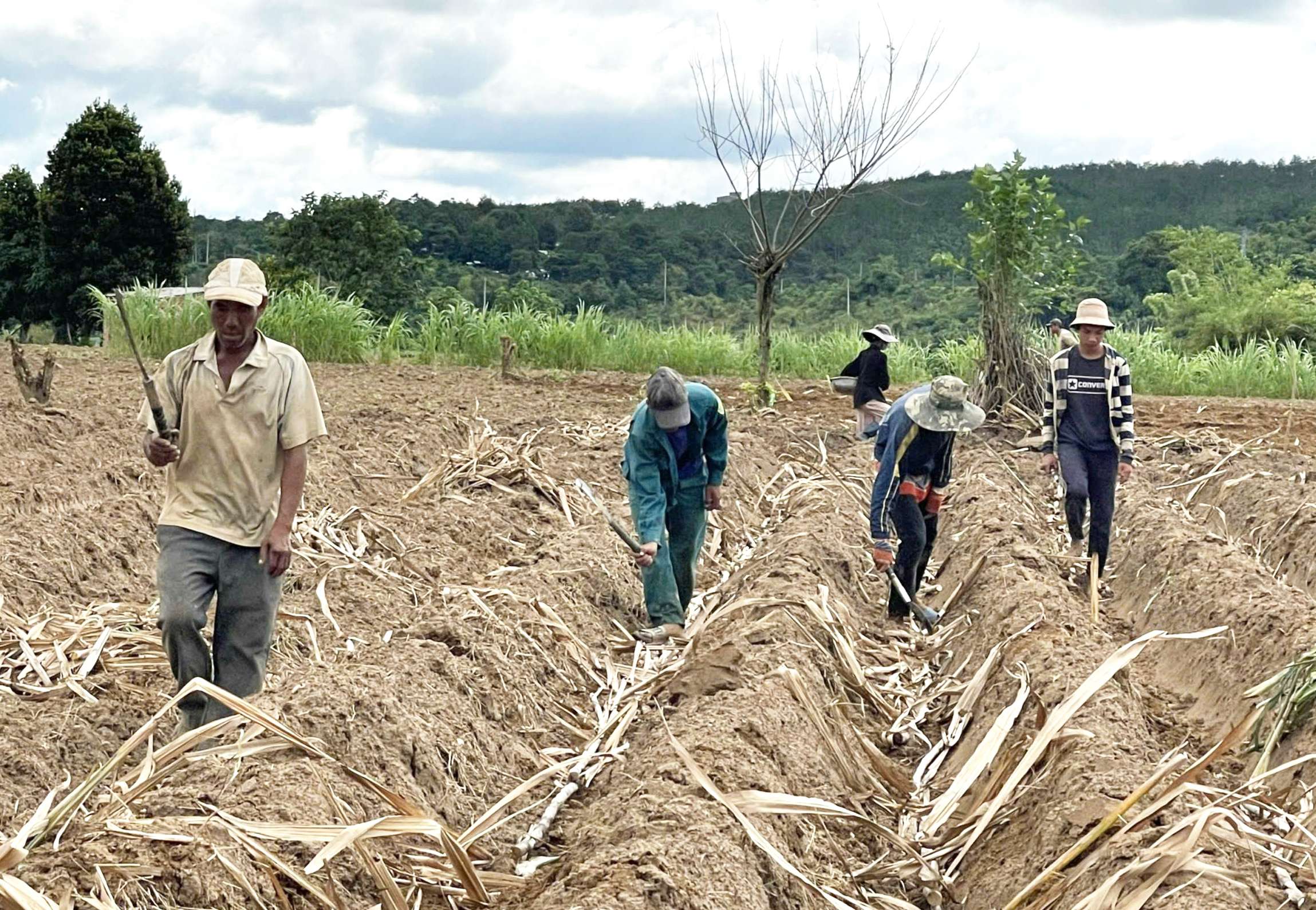 Tập trung triển khai vụ trồng mía mới