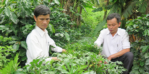 Bán Sâm Đương Quy  Tác Dụng Cách Dùng Làm Thuốc Trị BệnhMuabandacsannet