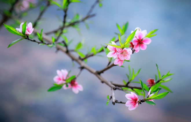 Thư viện ảnh những hình ảnh về hoa đào đẹp nhất cho dịp Tết Nguyên Đán