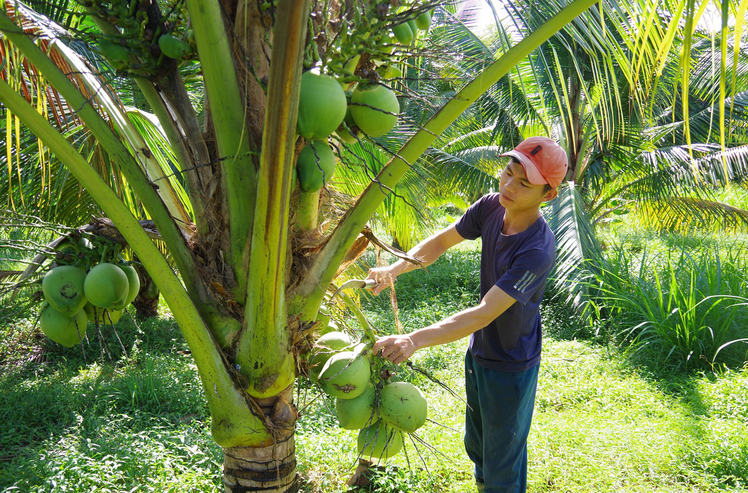 Khám phá với hơn 53 về mô hình trồng dừa xiêm mới nhất  Tin học Đông Hòa